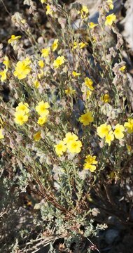 (Helianthemum nummularium) Touffe d'h&eacute;lianthemes communs ou h&eacute;lianth&egrave;mes nummulaires &agrave; fleurs jaunes lumineuses sur tiges ligneuses au mince feuillage vert fonc&eacute; sur un sol rocailleux
