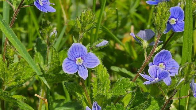 Sweden. Veronica chamaedrys, the germander speedwell, bird's-eye speedwell, or cat's eyes, is a herbaceous perennial species of flowering plant in the plantain family Plantaginaceae.&nbsp;&nbsp;