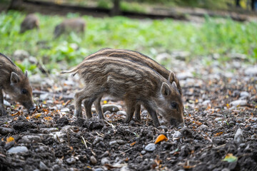 Wild boars piglets foraging in autumn forest floor © Michael