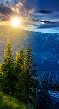 landscape with coniferous forest behind the meadow. day meet night. sun and moon over nature background with carpathian mountains of ukraine. astrologycal view of transcarpathia alpine woodland