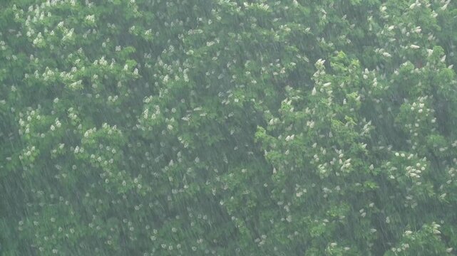 Heavy rain and strong wind blowing on a flowering chestnut tree during a spring storm, close-up nature shot.