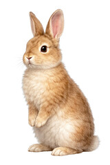 Fototapeta premium Adorable fluffy rabbit illustration.