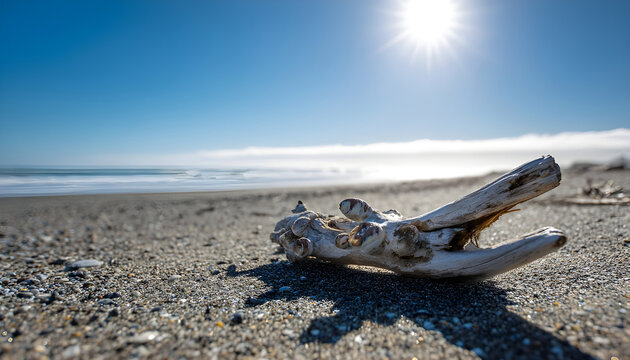 A piece of driftwood sits on the surface of a sunny beach, awaiting its fate