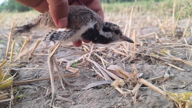 Red-wattled lapwing chick being held gently by a person's hand in a rural field setting with natural lighting HD Footage