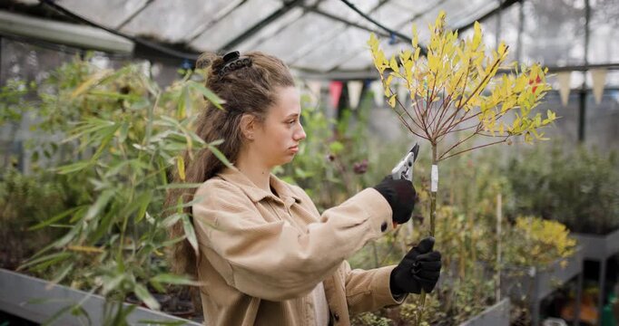 Young woman with pruners inspects the leaves of a young yellow tree in a greenhouse. Girl with black gloves holding gardening pliers.