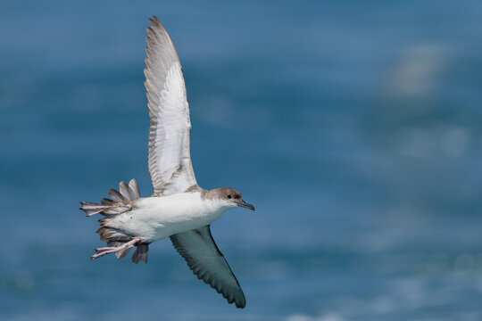 Yelkouan Shearwater (Puffinus yelkouan) showing underwing details and extended feet in full flight, Liguria, Italy