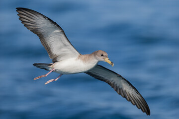 Fototapeta premium Scopoli's Shearwater (Calonectris diomedea) in elegant gliding flight over the Mediterranean Sea, Liguria, Italy