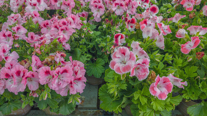 Fototapeta premium Vibrant Pelargonium grandiflorum flowers in full bloom close-up. Colorful blooming flowers and lush green foliage. Spring gardening in Latvia