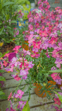 Vibrant Viscaria vulgaris flowers in full bloom close-up. Colorful blooming flowers and lush green foliage. Spring gardening in Latvia