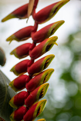Obraz premium Heliconia rostrata strange beautiful tropical plant in bloom, flowering red and yellow flowers, green foliage