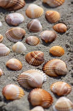 Cerastoderma edule common cockle empty seashells on sandy beach, simplicity background pattern in daylight in the sand