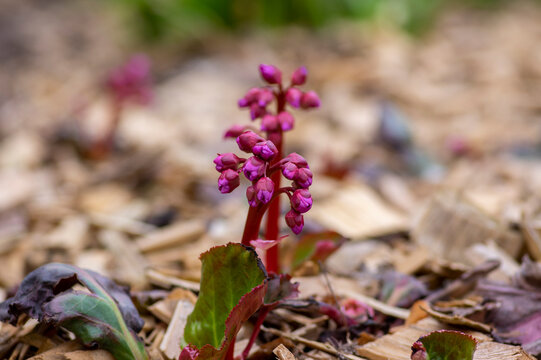Bergenia crassifolia heartleaf elefant ears flowers in bloom, bright pink purple flowering springtime plant