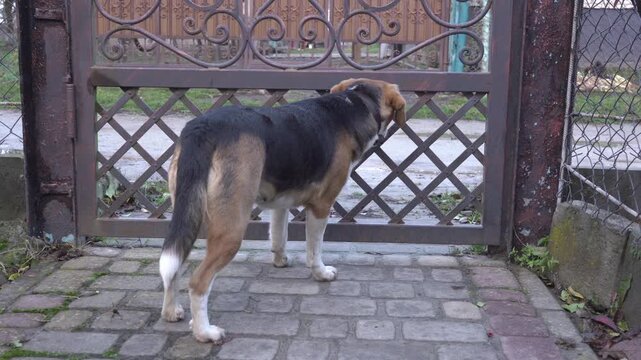 A domestic dog waits for its owner at a wrought iron gate, A close-up of a dog from behind, looking through the bars of a gate at the road.