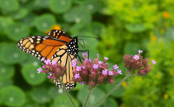 Monarch butterfly (Danaus plexippus); Lincoln, Nebraska 