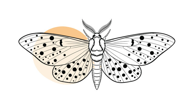 Detailed black and white drawing of a leopard moth with distinct spots on its wings set against a soft orange circle.