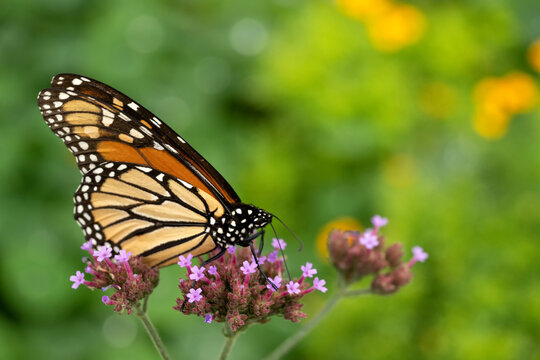 Monarch butterfly (Danaus plexippus); Lincoln, Nebraska 