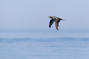 Naklejka premium Juvenile Northern Gannet (Morus bassanus) soaring in flight over the open sea of Liguria