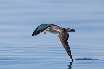 Naklejka premium Scopoli's Shearwater (Calonectris diomedea) flying low with a caught fish in its beak over a calm sea