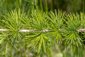Close-up of a branch of European Larch (Larix decidua) with raw green needles © sebi_2569