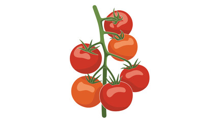 Fototapeta premium Realistic illustration of a cluster of fresh red cherry tomatoes growing on a green vine over a white background.