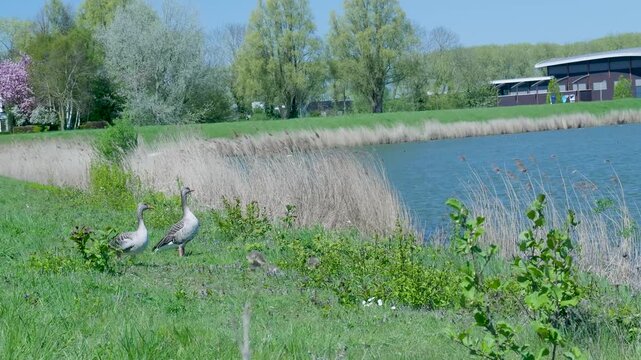 Greylag goose family with goslings walking in the grass near a lake