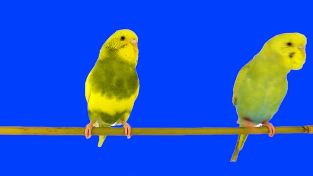 Two parrots against a chroma key background