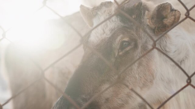 Reindeer behind metal fence sun glare, closeup muzzle pressed to mesh with rimlight and frost on whiskers, emotional gaze toward camera, rusty links and documentary winter farm atmosphere conveying