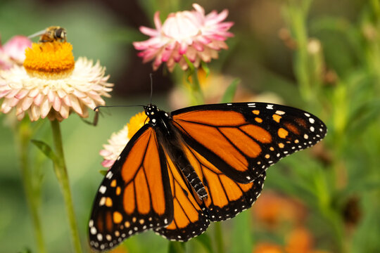 Monarch butterfly; Backyard Farmer Gardens; Lincoln, Nebraska