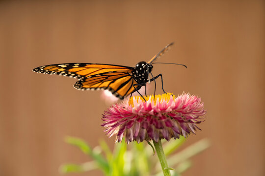 Monarch butterfly on strawflower; Lincoln, Nebraska