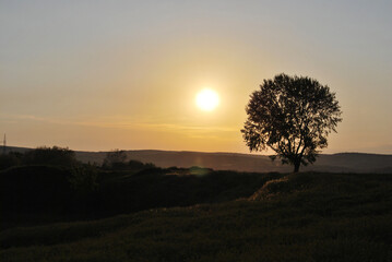 Fototapeta premium Silhouetted tree against a glowing sunset horizon in a serene landscape.