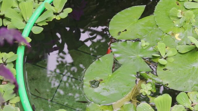 Top View of Big Orange Goldfish Gliding in Backyard Pond, Outdoors