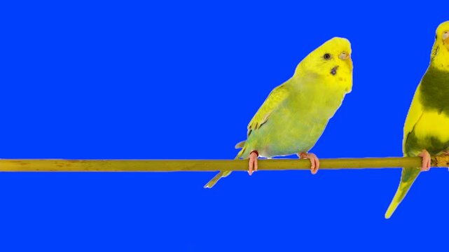 Two parrots against a chroma key background