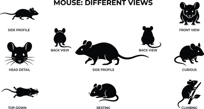 Black Mouse Silhouettes Depicting Various Poses And Views Against A White Background mice murine rodent mammal