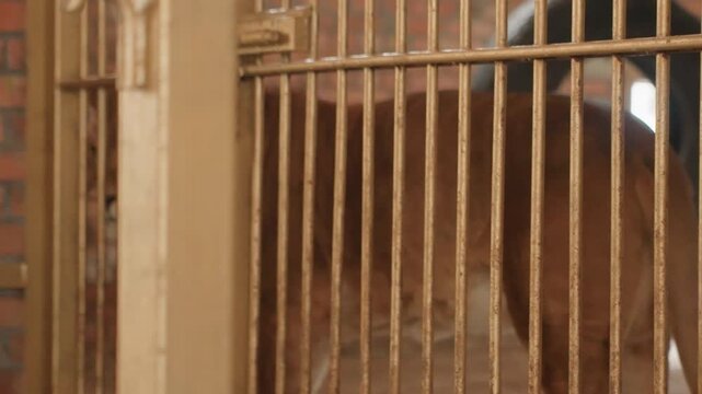 Lioness pacing behind metal bars, brick shelter enclosure with tire toy, closeup portrait showing weary gaze and subdued lighting, rescued resident awaiting rehabilitation and veterinary care