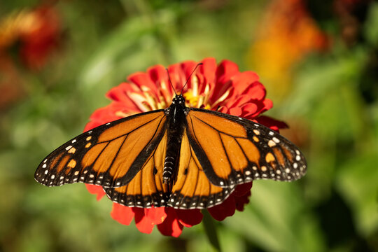 Monarch butterfly; Backyard Farmer Gardens; Lincoln, Nebraska