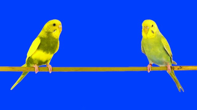Two parrots against a chroma key background