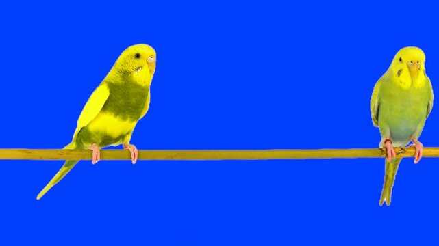 Two parrots against a chroma key background