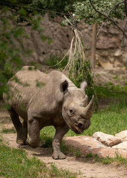 white rhino walking in the grass