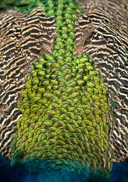 peacock feather background