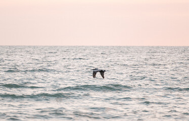 Fototapeta premium Pelican flying low over ocean water along the coast