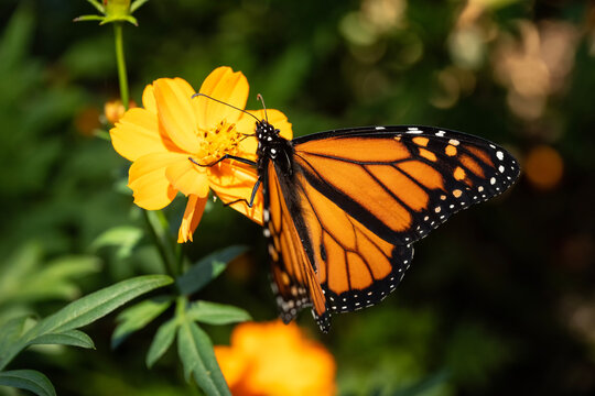 Monarch butterfly; Backyard Farmer Gardens; Lincoln, Nebraska