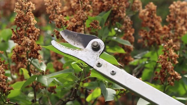 Pruning dried lilac inflorescences with a telescopic pruner. Garden pruners with a long handle (pruner) cut off a wilted lilac branch against a background of green leaves. Garden work in spring