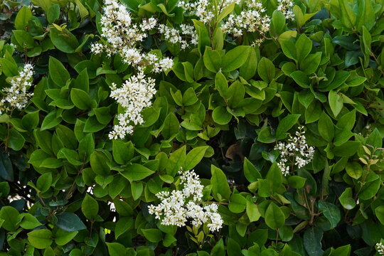 Wax leaf privet, or Ligustrum japonicum, plant blossoming with white flowers, in a garden in Athens, Greece