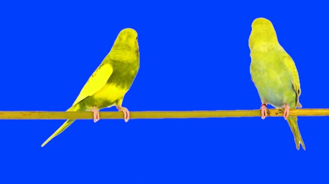Two parrots against a chroma key background