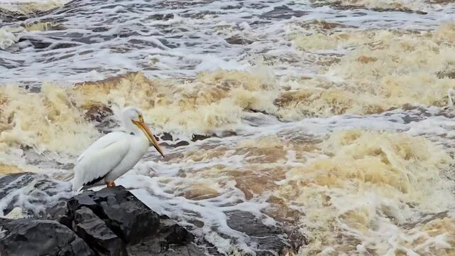 pelicans on the rocks