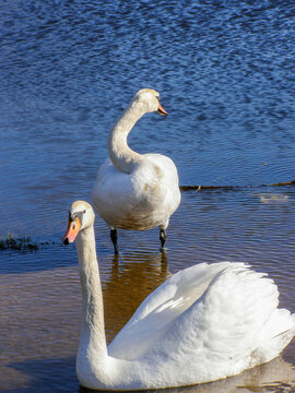Two white swans in shallow blue water, one floating with raised wings and the other standing with a curved neck, creating a calm and elegant nature scene.