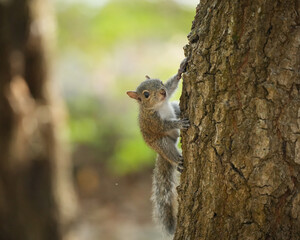 Baby Squirrel climbing tree © Kristina