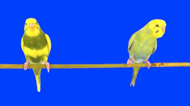 Two parrots against a chroma key background