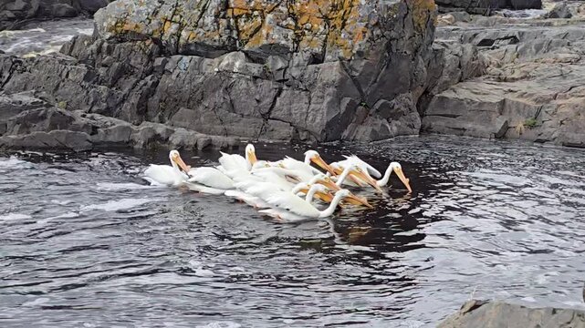 pelicans in water