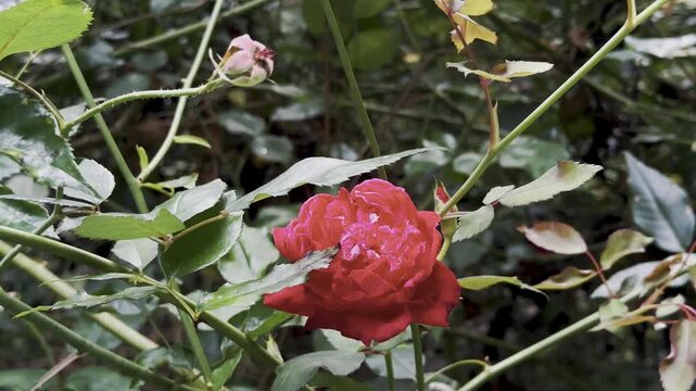 Deep Red Rose Bloom Surrounded by Green Leaves and Garden Stems